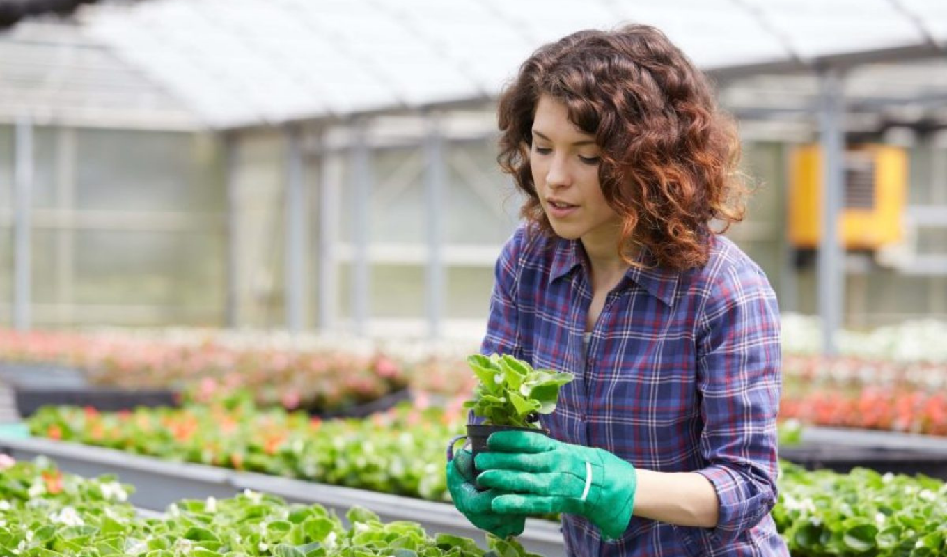 Securing the Right Insurance for Your Greenhouse Securing the Right Insurance for Your Greenhouse Business